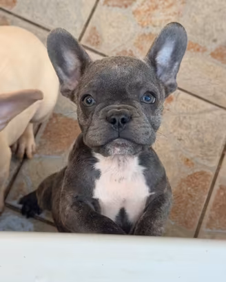 Bulldog francese esotico