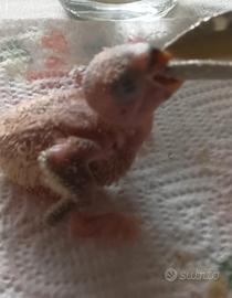 Inseparabili roseicollis