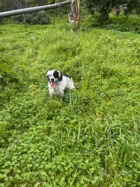 Regalasi Setter inglese