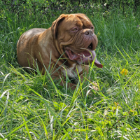 Dogue femmina sana e buonissima