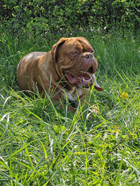 Dogue femmina sana e buonissima