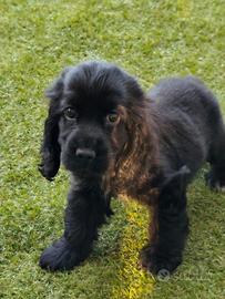 Cocker pedigree ENCI