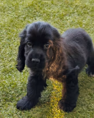 Cocker pedigree ENCI