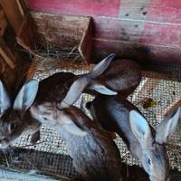 Coniglio Leprino Viterbese