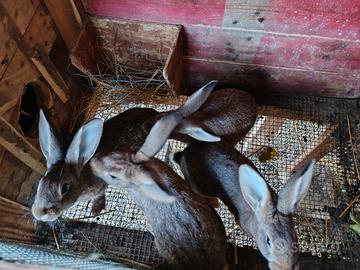 Coniglio Leprino Viterbese