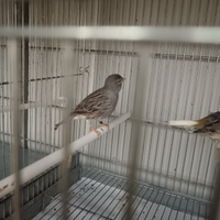 Canarino fife fancy maschio