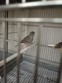 Canarino fife fancy maschio