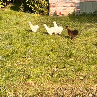 Galletti di morosetta