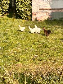 Galletti di morosetta