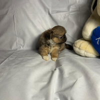 Asr chihuahua pechinese mini toy