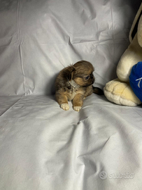 Asr chihuahua pechinese mini toy