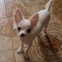 Cuccioli di chihuahua