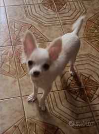 Cuccioli di chihuahua