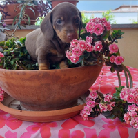 Bassotto cioccolato kaninchen