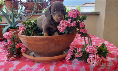Bassotto cioccolato kaninchen