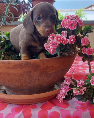 Bassotto cioccolato kaninchen