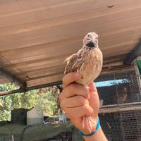 Quaglie da volo maschi