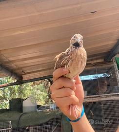 Quaglie da volo maschi