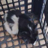 Cavie porcellini d'india