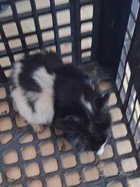 Cavie porcellini d'india