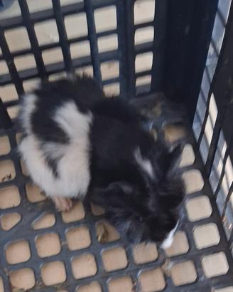 Cavie porcellini d'india