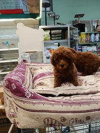 Cuccioli di barboncini red