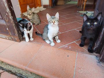 cuccioli di 2 mesi svezzati