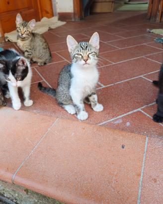 cuccioli di 2 mesi svezzati