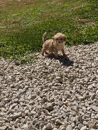 Lagotto romagnolo