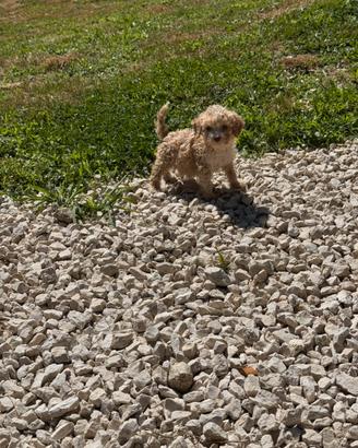 Lagotto romagnolo