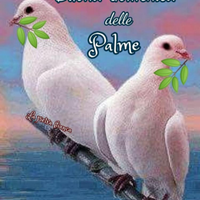 Colombe bianche