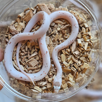 Pantherophis guttatus palmetto het scaleless