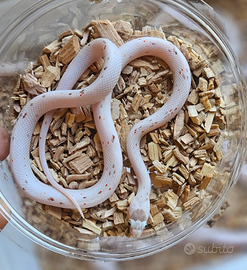 Pantherophis guttatus palmetto het scaleless