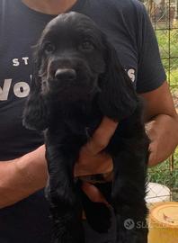 Cocker Spaniel Inglesi