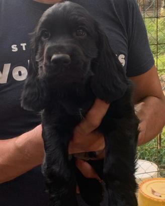 Cocker Spaniel Inglesi
