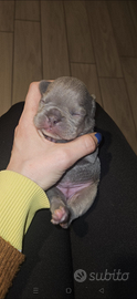 Cuccioli bulldog francese