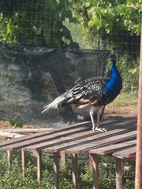 Pavone