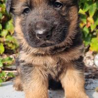 Pastore tedesco femmina rimasta