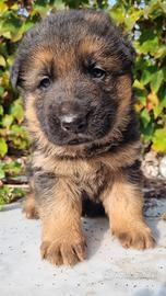 Pastore tedesco femmina rimasta