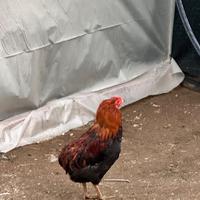 Gallo giovane di aurecana