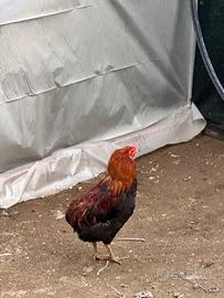 Gallo giovane di aurecana