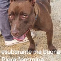 Cani giovani con poca visibilità, canili laziali