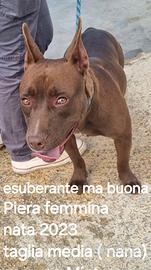 Cani giovani con poca visibilità, canili laziali