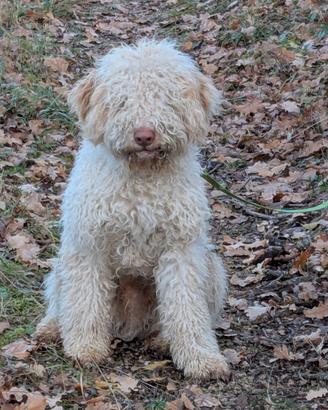 Lagotto romagnolo