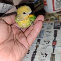 Pullo da imbecco di inseparabile