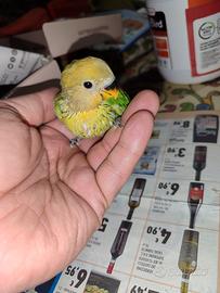 Pullo da imbecco di inseparabile