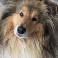 Pastore scozzese disponibile per monta