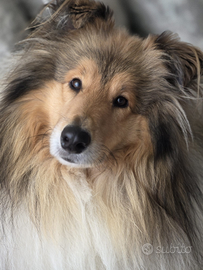 Pastore scozzese disponibile per monta