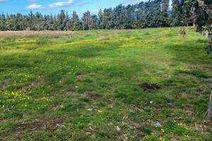 Terreno agricolo vicino Acquedolci