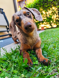 Bassotto arlecchino per monta/riproduzione